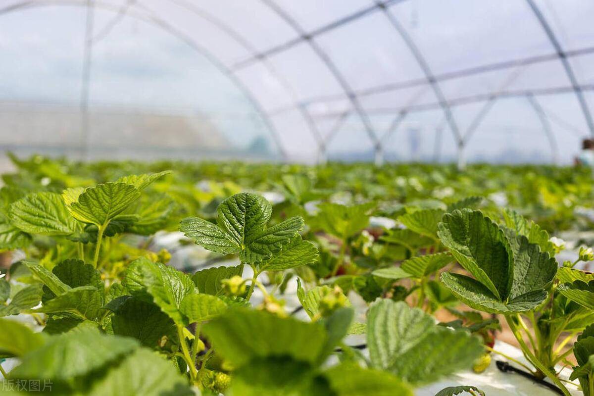 沃森生物：已获肠道微生物技术独占权