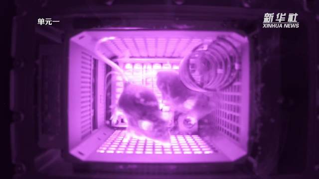 “埋头干饭”“按时喝水”“劳逸结合”——小鼠上太空科普微镜头