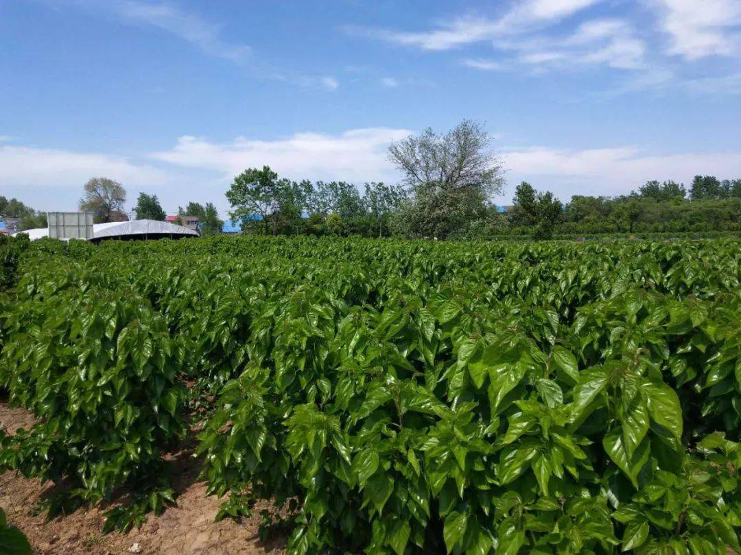 我国茧丝绸行业发展如何?全国茧丝绸总产值将突破3000亿元_人保服务 ,人保财险 