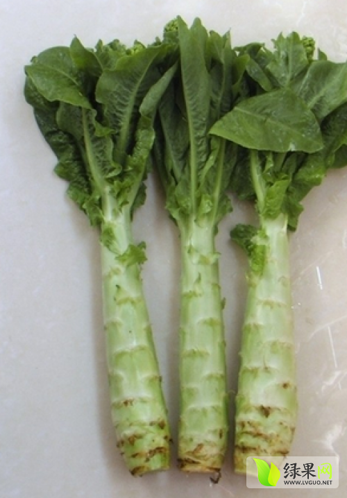 2025中国蔬菜花卉行业：从“靠天吃饭”到“可控生长”_人保财险政银保 ,人保车险