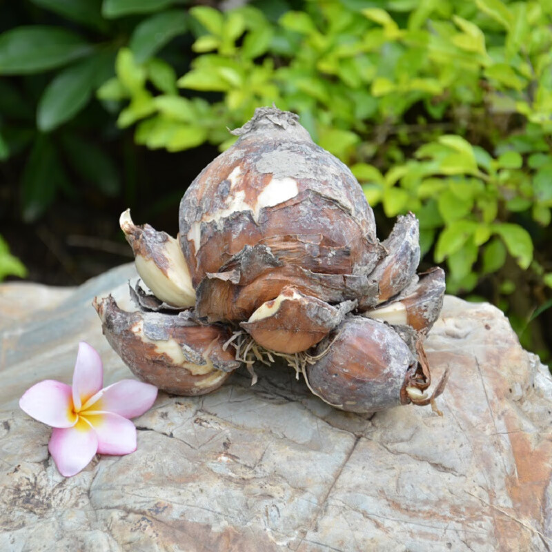 2025中国蔬菜花卉行业：从“靠天吃饭”到“可控生长”_人保财险政银保 ,人保车险