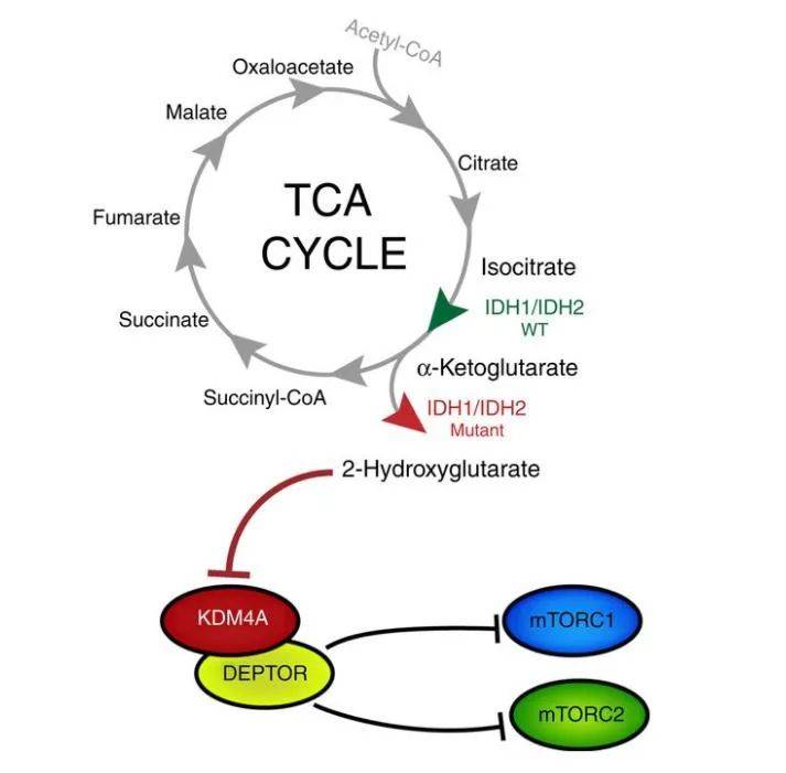 中国创新肿瘤基因检测产品获美国FDA批准上市 实现全球“大满贯”