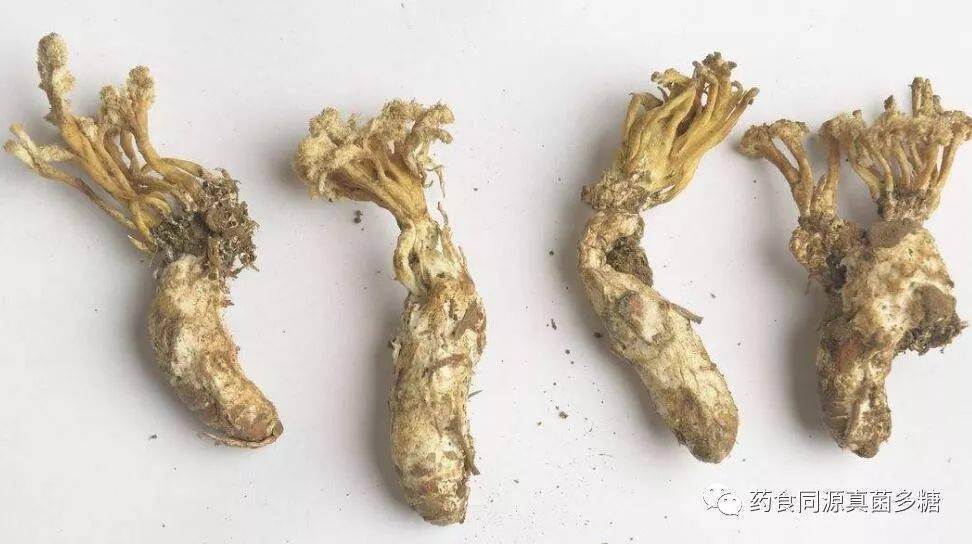 2025年蝉花多糖行业发展前景预测及投资战略研究_人保伴您前行,人保财险 