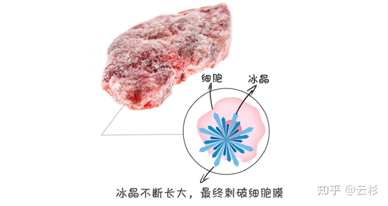 四问速冻西兰花:为何冻?如何冻?营养价值几何?谁在吃?