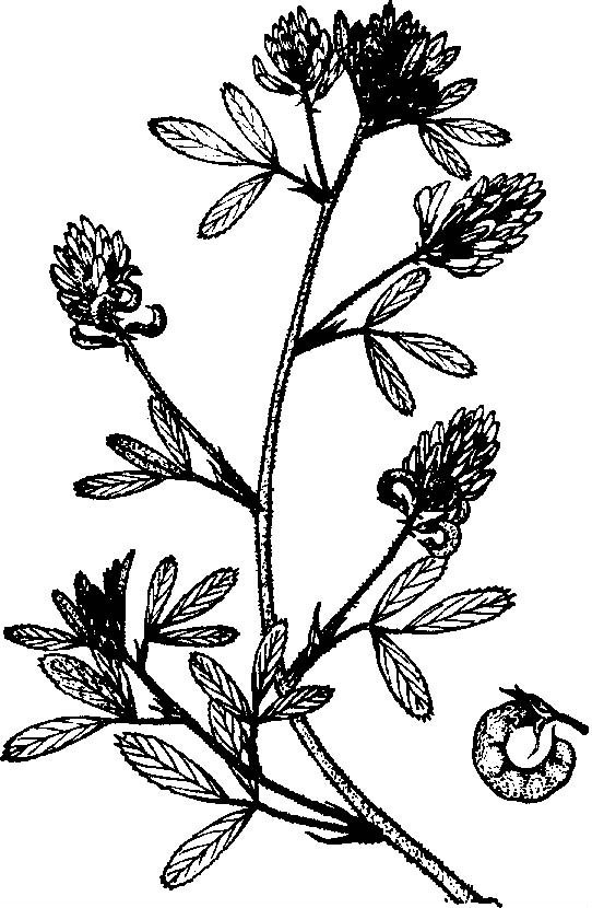 蒙草生态获得发明专利授权：“能有效提高苜蓿生长量的植物根际促生菌及其应用”