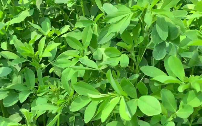 蒙草生态获得发明专利授权：“能有效提高苜蓿生长量的植物根际促生菌及其应用”