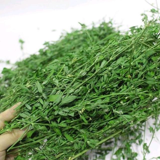 蒙草生态获得发明专利授权：“能有效提高苜蓿生长量的植物根际促生菌及其应用”