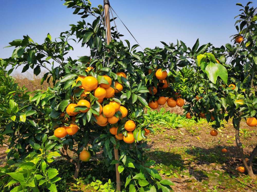 江西赣州：特色水果迎来丰收 发展“果旅融合”新场景