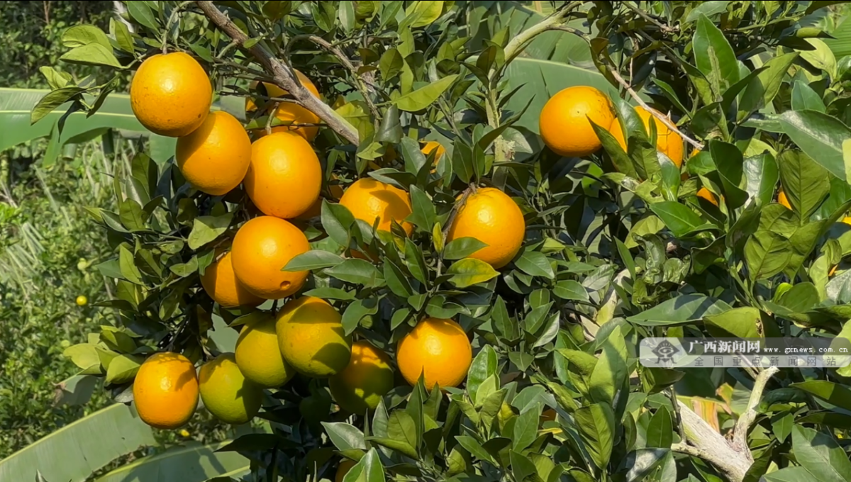江西赣州：特色水果迎来丰收 发展“果旅融合”新场景