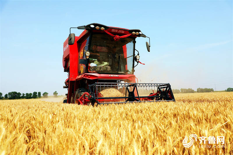 农业农村部发布黄淮海小麦应对连阴雨抗湿晚播技术意见