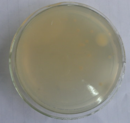 利君股份获得实用新型专利授权:“一种用于气基直接还原热压机的螺旋送料器”