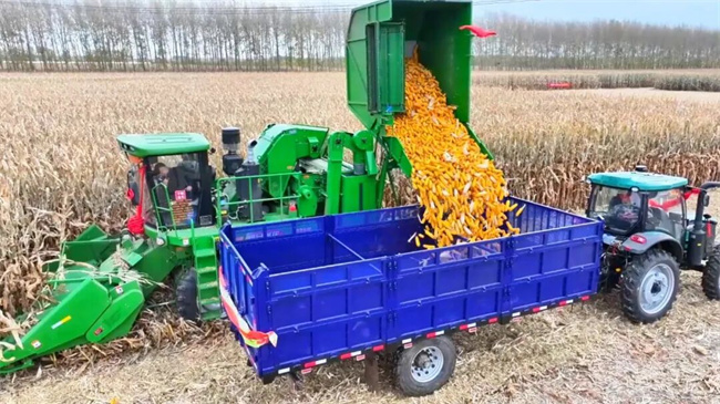 政策科技协同深耕细作20年中国刷新百万亩级玉米单产纪录