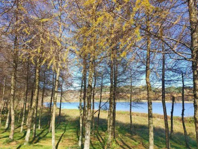 永安林业录得5天4板