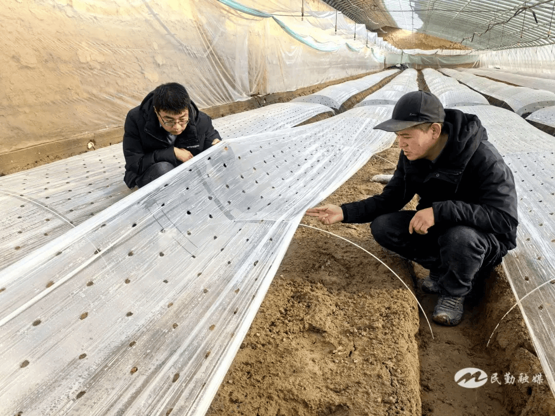 科技改良让盐碱地变身“致富田”