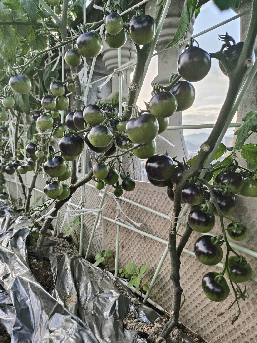 极端天气导致减产 西红柿身价同比上涨超80%