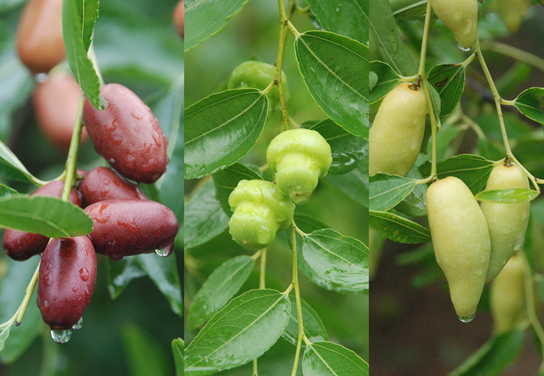 好想你：以红枣产业为核心开展产业援疆