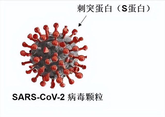康希诺获得发明专利授权：“一种重组腺病毒载体疫苗吸入给药递送系统”