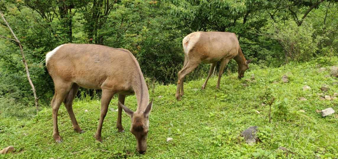 罗 牛 山：公司主营业务包括生猪养殖及屠宰加工、冷链业务、教育服务和房地产开发业务