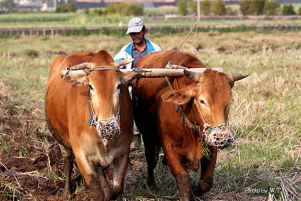 罗 牛 山：公司主营业务包括生猪养殖及屠宰加工、冷链业务、教育服务和房地产开发业务