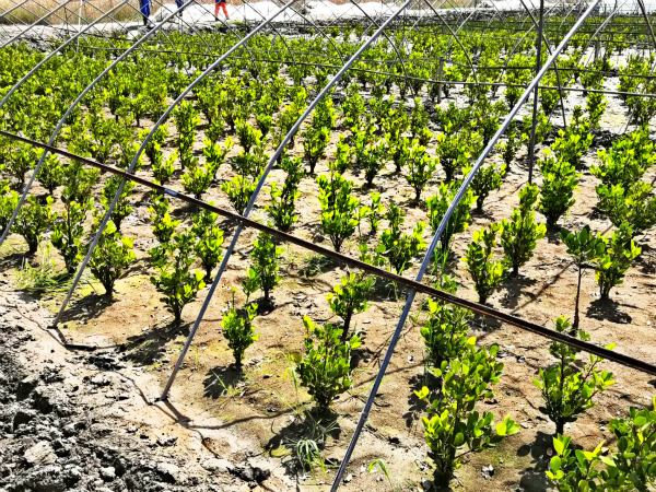 未来“绿色电池”长啥样？我国科研团队给出答案