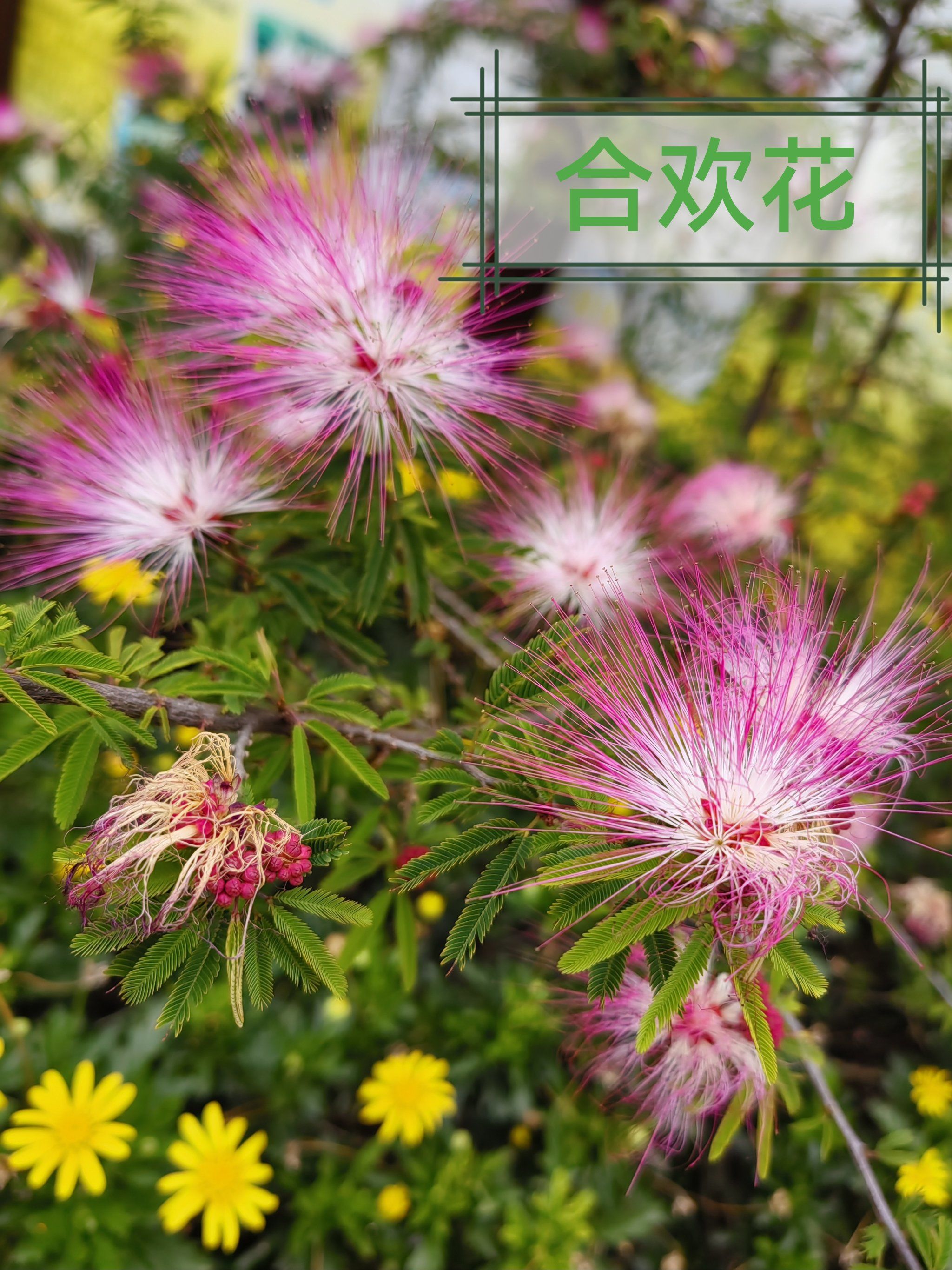 博山的花，开不败|故乡里的中国