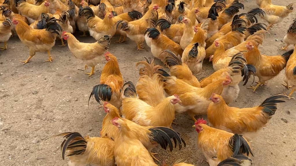 1.36亿主力资金净流入，养鸡概念涨3.72%