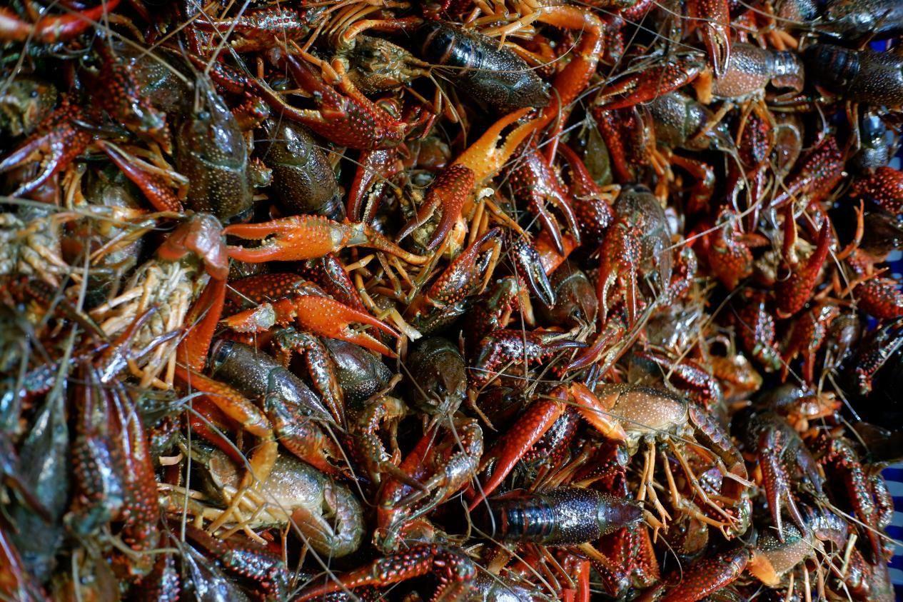 政策东风吹来！盛业“AI未来之城”掀起“养龙虾”热潮