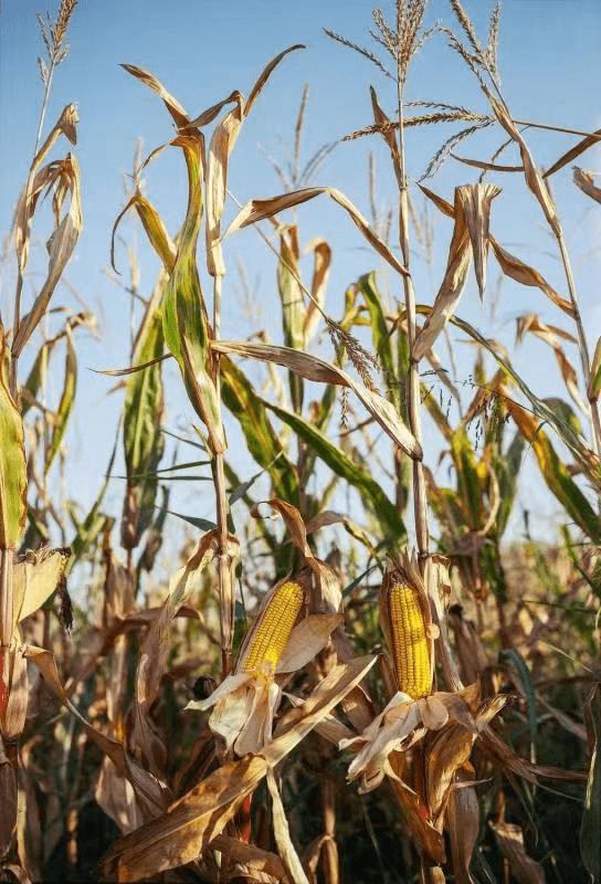 全国人大代表郑月明：建议加快推广全生物降解农用地膜