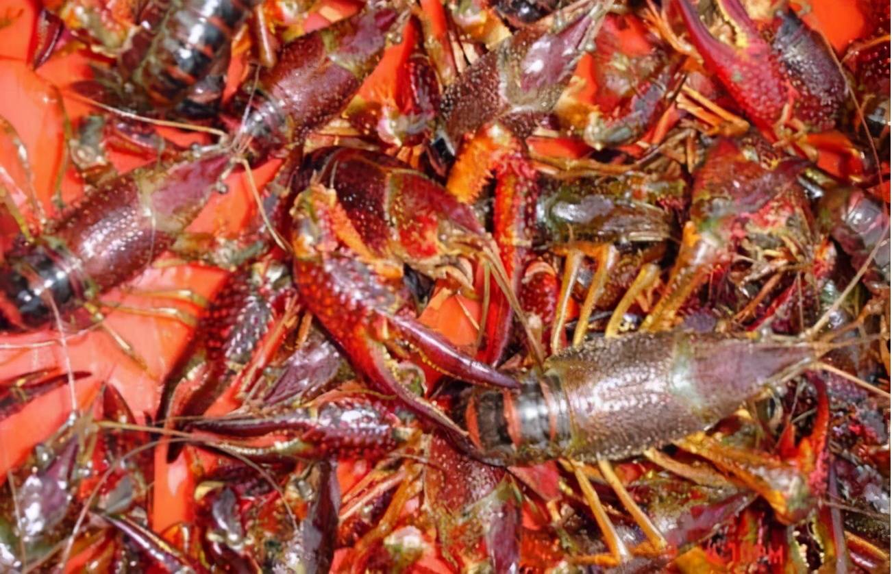 赛博养“虾”人一边兴奋，一边惶恐