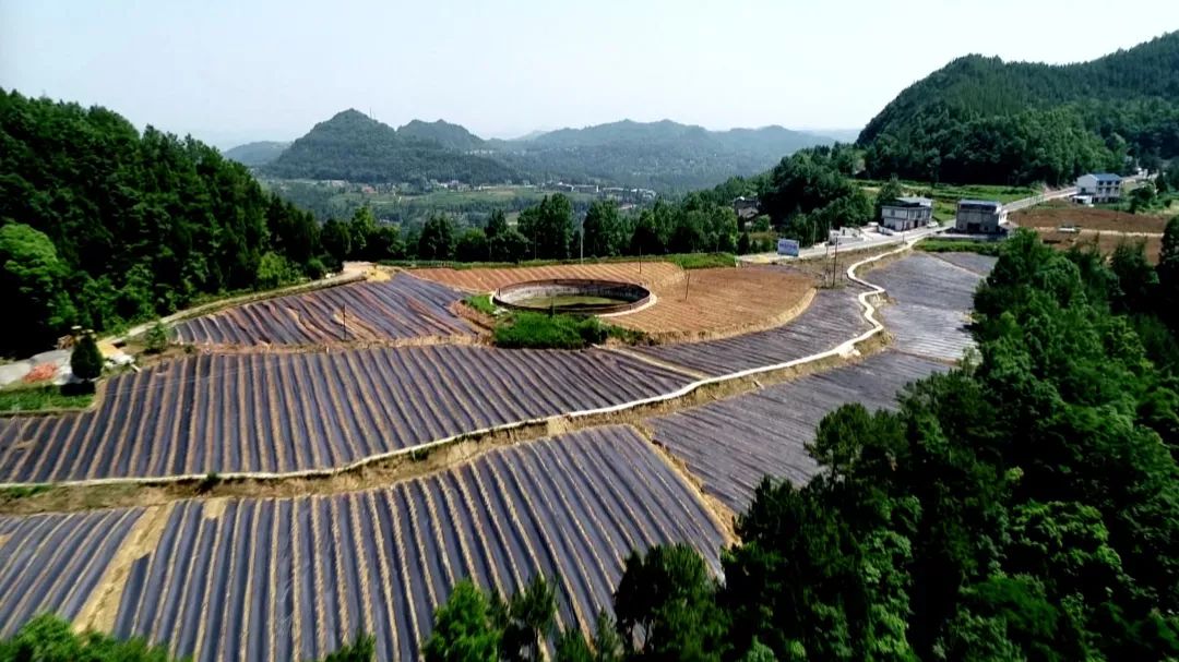 诺普信：拟于云南省三地投建蓝莓产业园等项目