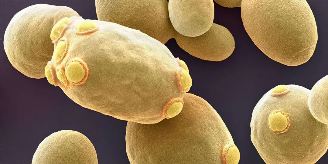 安琪酵母获得发明专利授权：“一种适用于盐碱土的微生物制剂及其制备方法和应用”